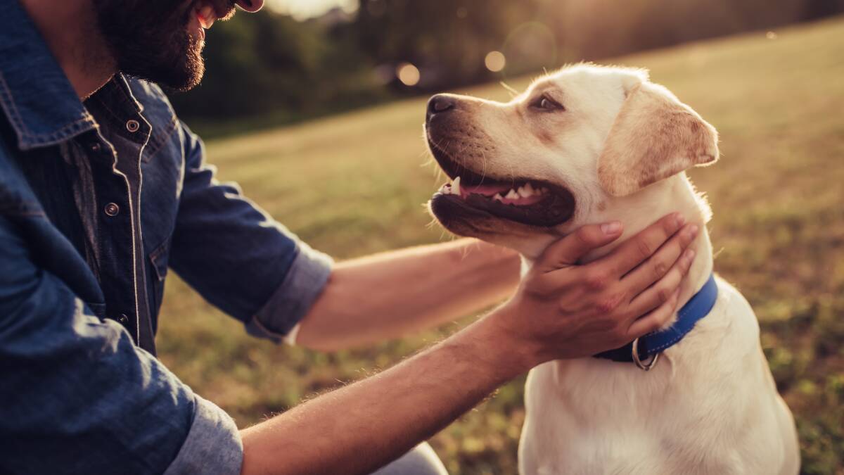 Some people would be willing to die for their dogs. Picture: Shutterstock