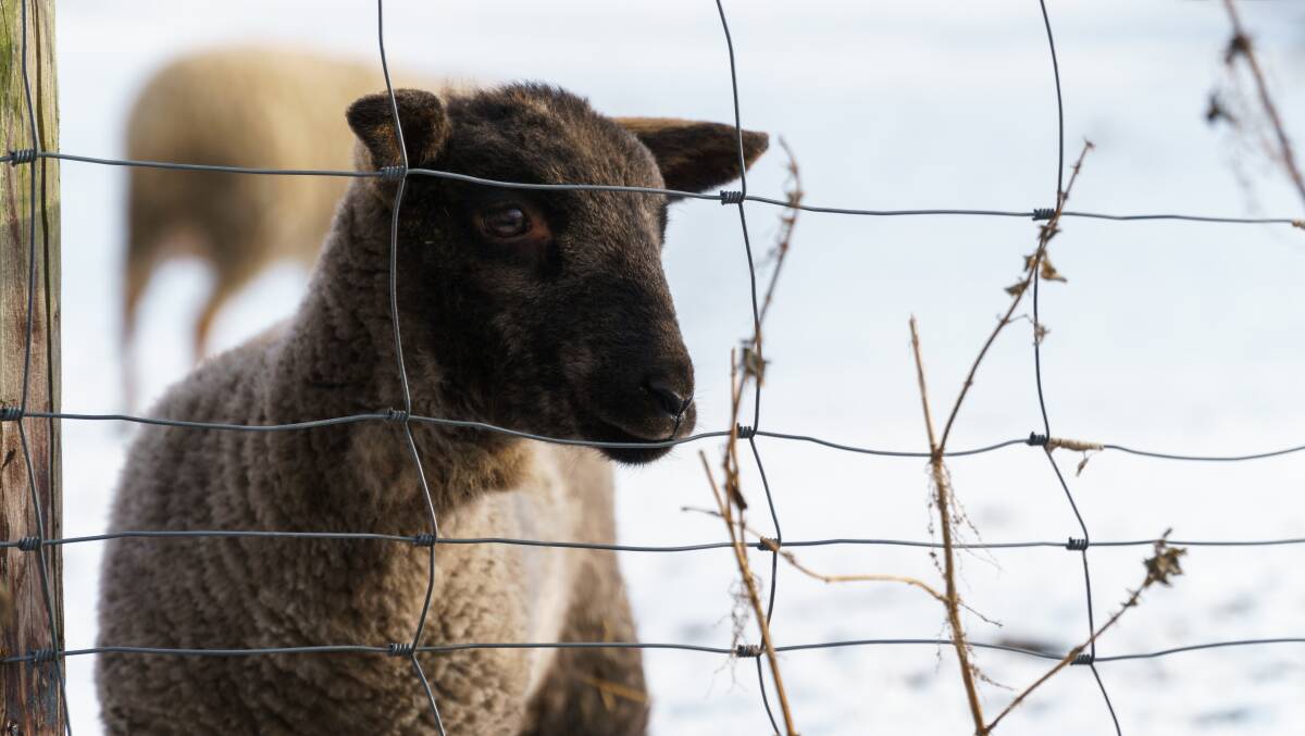 Is an advertisement for dead lambs really the height of our patriotism? Picture: Shutterstock
