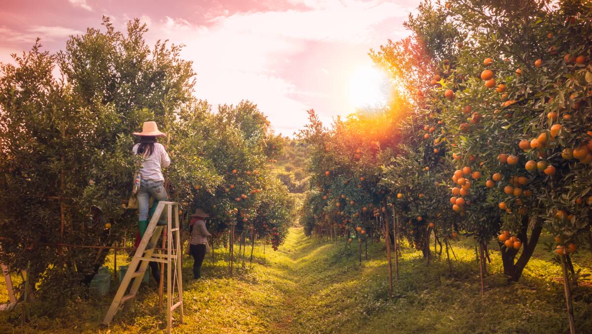 It's an idyllic scene - but backpackers and international students picking fruit in Australia often find themselves working under less-than-idyllic conditions. Picture: Shutterstock