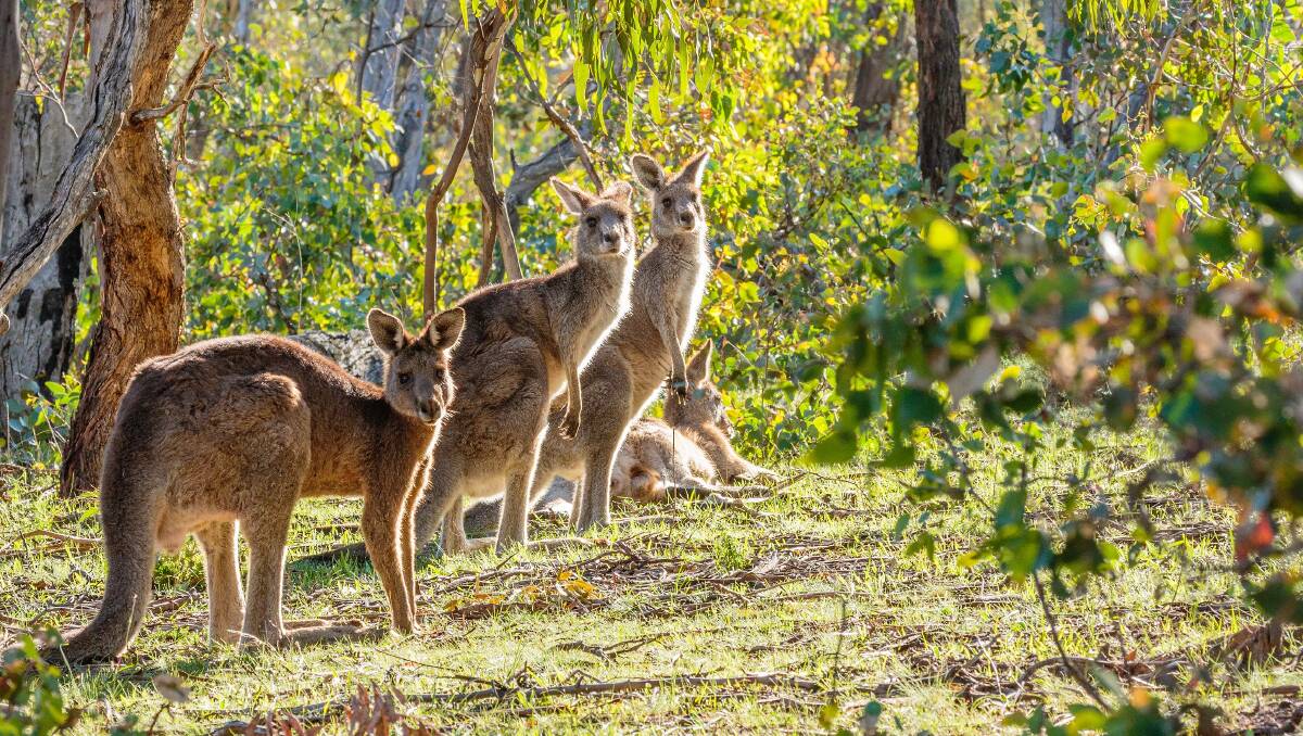 Wild kangaroos should be considered a suspect source of meat at best. Picture: Shutterstock