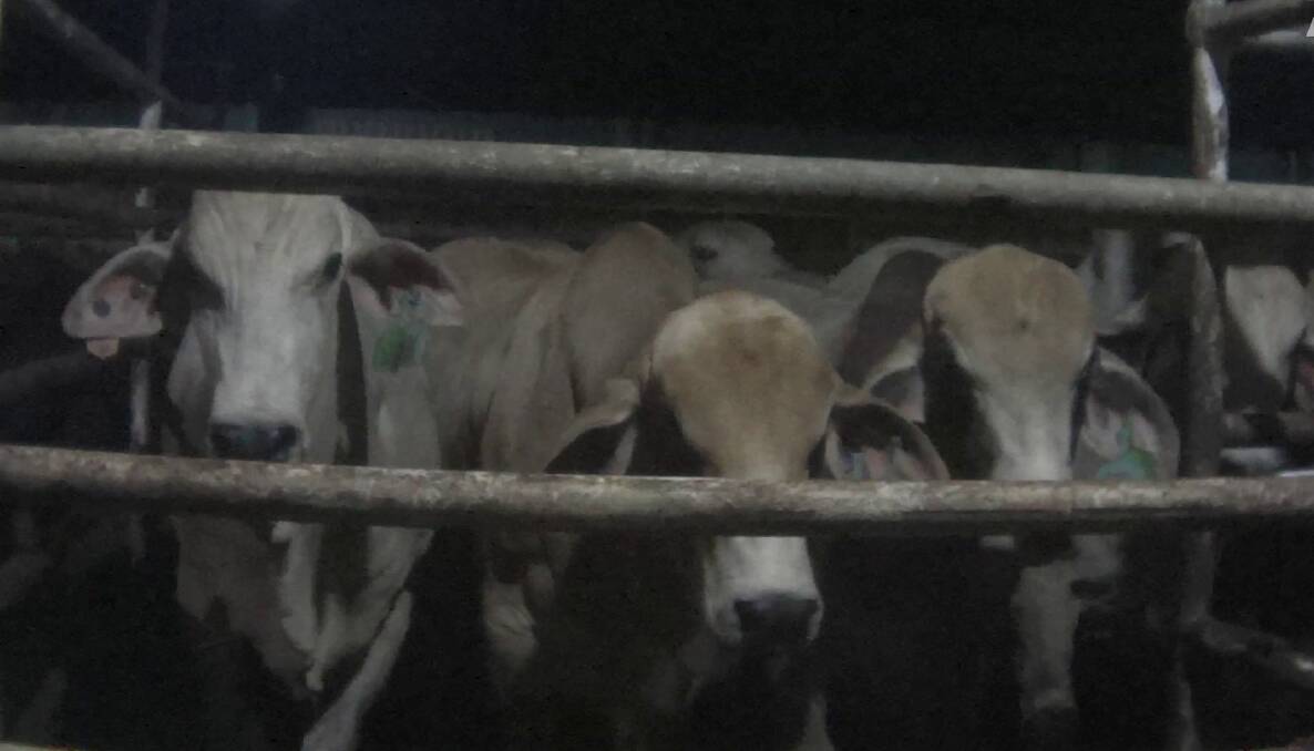 Cattle on a live export boat in 2021. A PETA Asia investigation revealed abattoir workers in Indonesia repeatedly fail to stun cattle sent to them for slaughter. Picture: PETA Asia