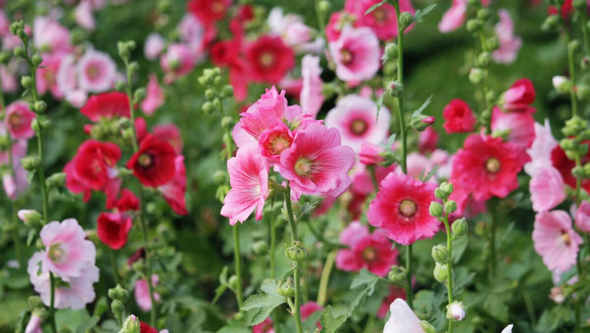 Suddenly the hollyhocks are scraping the sky. Picture: Shutterstock