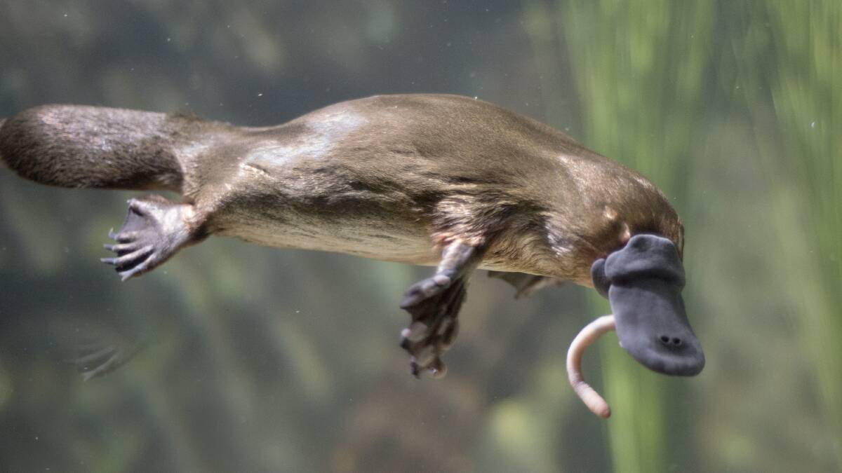Platypuses are projected to be extinct in NSW by 2050, but little is being done to prevent it. Picture: Shutterstock