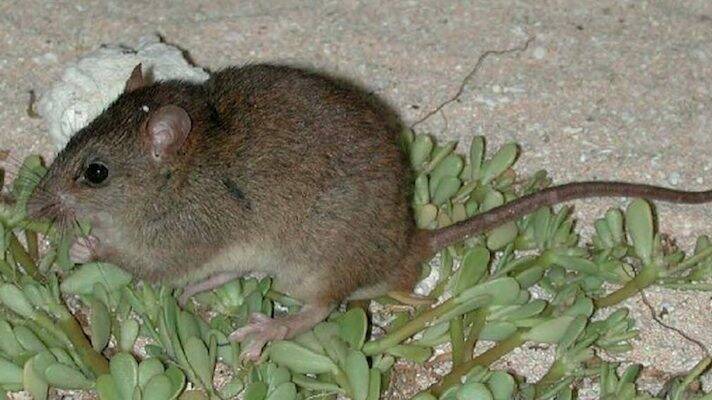 The Bramble Cay melomys is believed to be the first mammal to go extinct due to climate change. Picture: Queensland Department of Environment and Heritage Protection