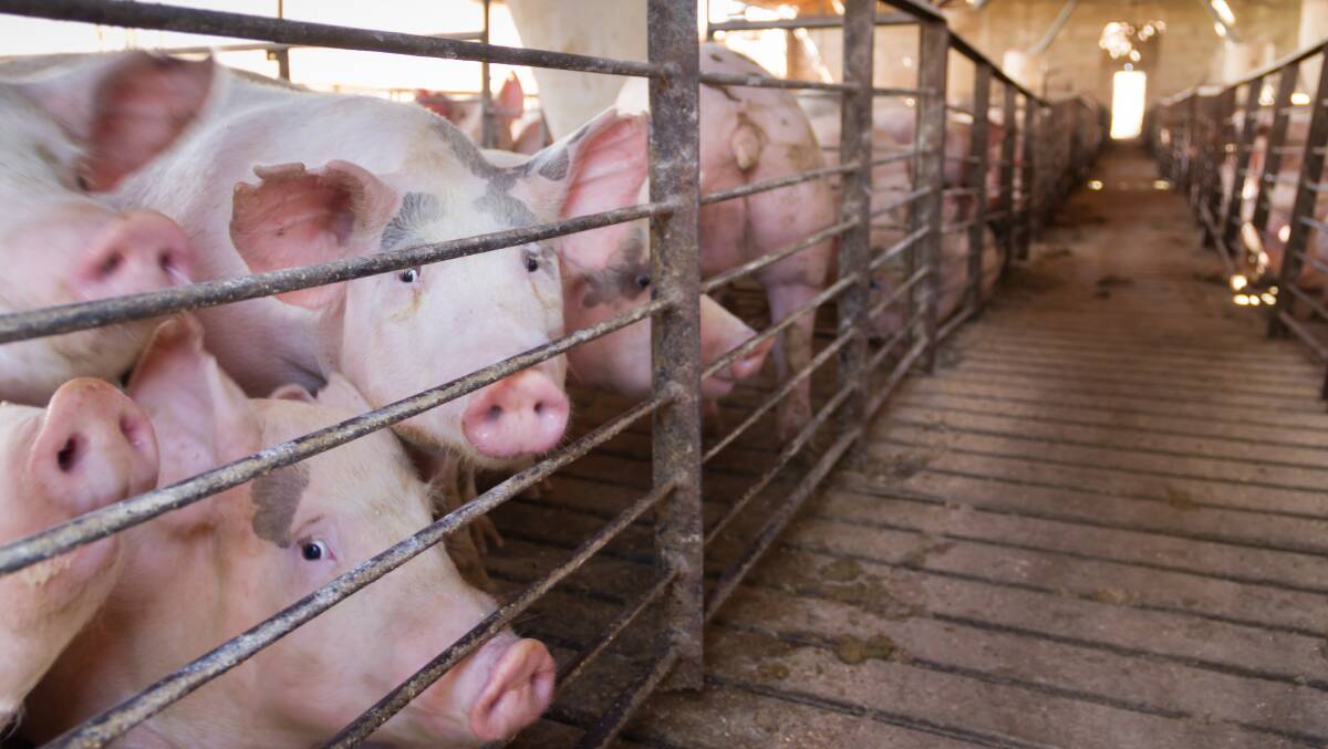Pigs have the intelligence of a three-year-old human. Picture: Shutterstock