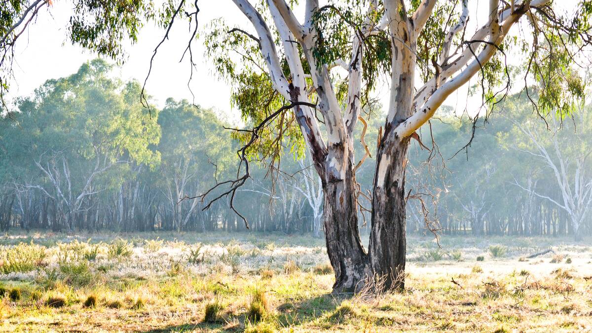 Carbon farming is just one of the climate solutions that could inject money into Australia's regions. Picture: Shutterstock