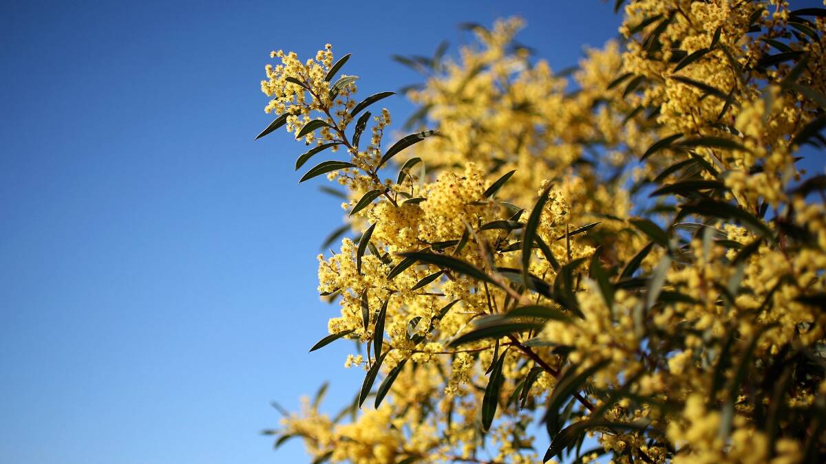 Wattle blooms are seen on the first day of spring, September 1. Picture: Getty Images