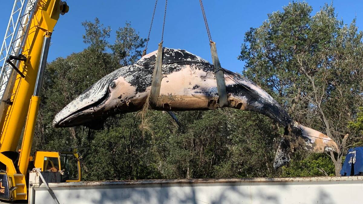The whale carcass is lifted on to a truck before being taken to a licensed waste facility. Photo: David Rogers