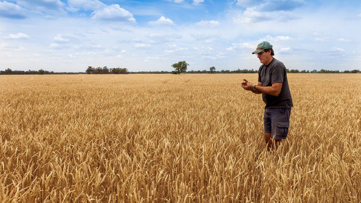 A grain farmer tests wheat for moisture before starting his harvest in Moree, northern NSW. Picture: Shutterstock