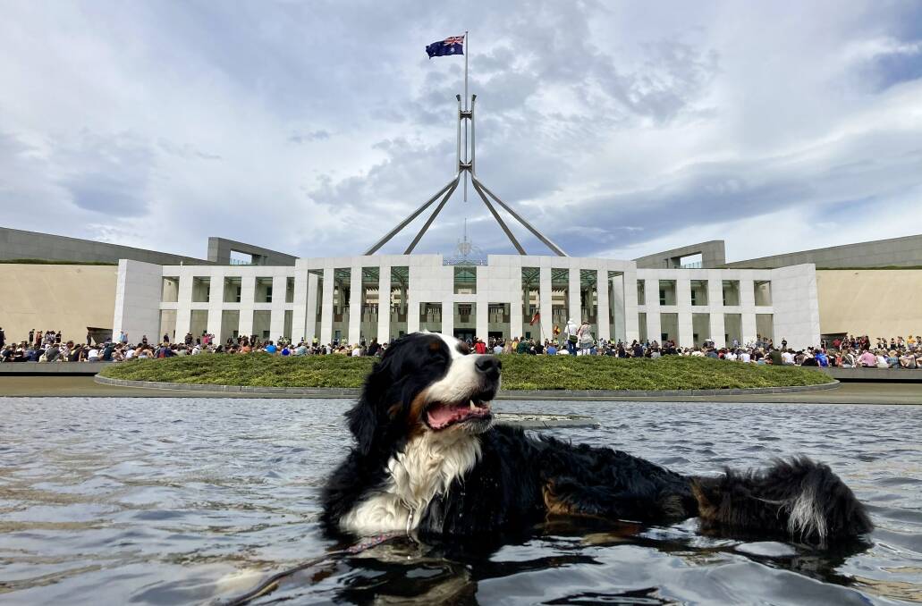 Bernese mountain dog Mabel cools off in front of Parliament House at the Invasion Day rally. Picture: Jarra Joseph-McGrath