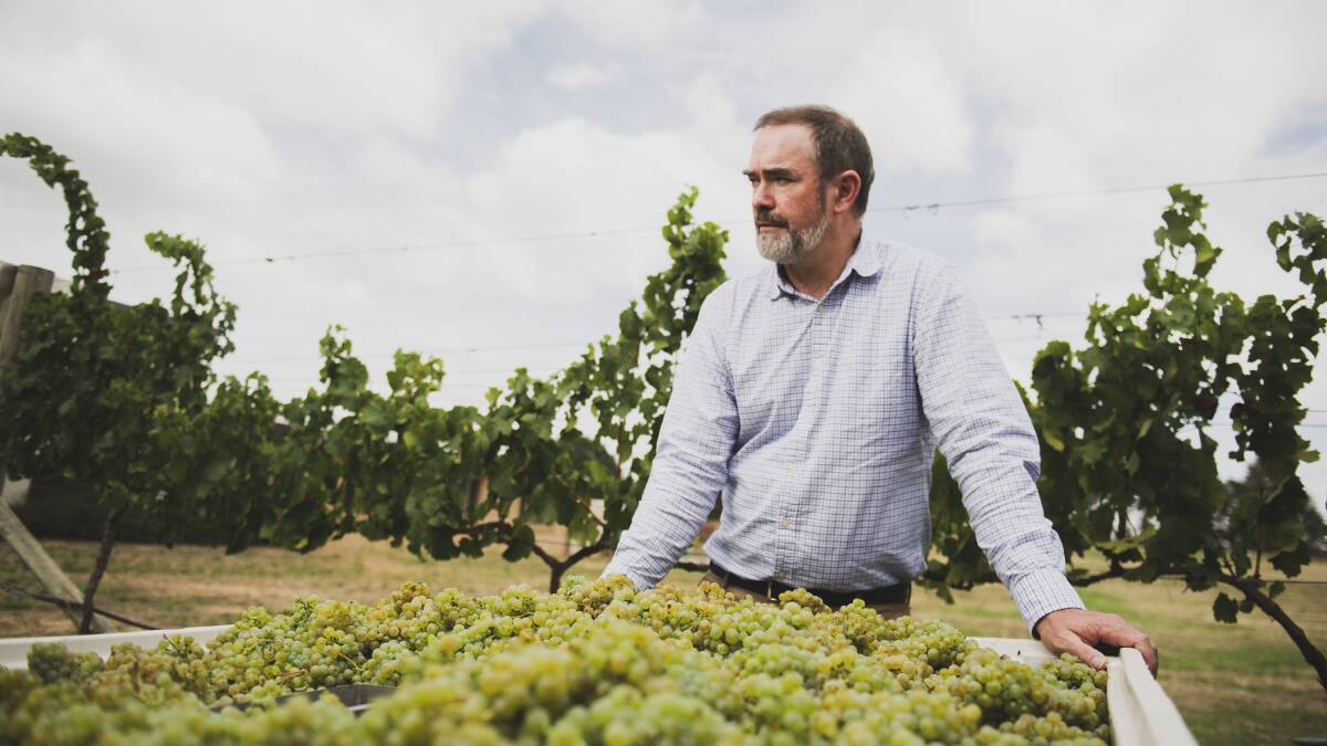 Tim Kirk is disappointed to see a year's worth of grape harvest lost. Picture: Dion Georgopoulos