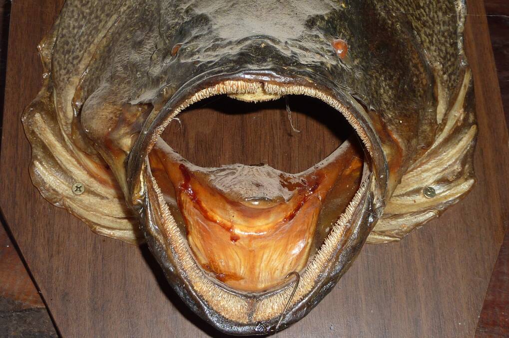 Is this the "Beast of Burrinjuck"? The head of a Murray cod that once greeted patrons at the Wee Jasper pub. Picture