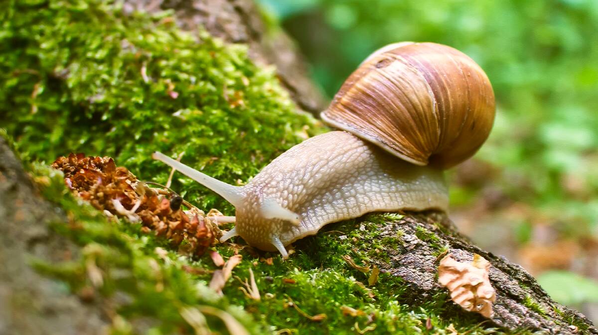 Dealing with snails can get a bit hairy if you don't know what you're doing. Picture: Shutterstock