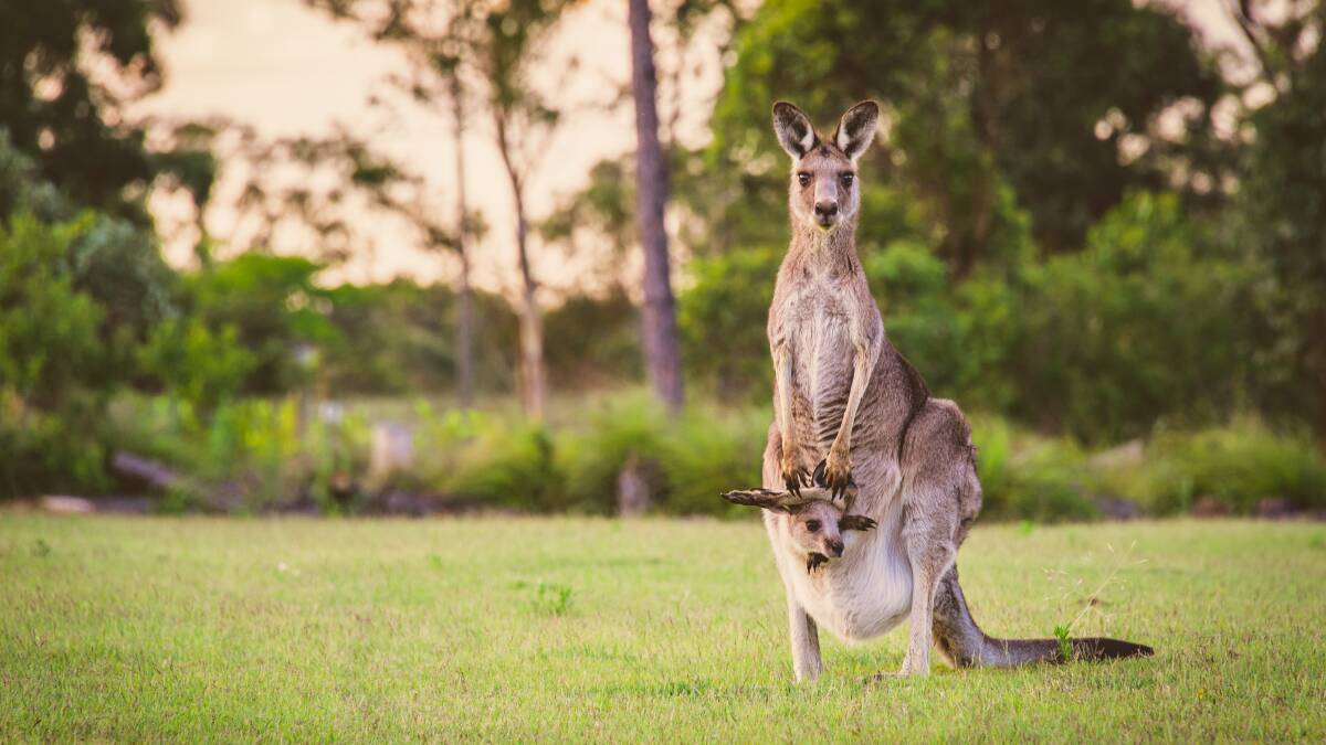 Perhaps one first has to see kangaroos through astonished un-Australian eyes to appreciate their weirdness. Picture: Shutterstock