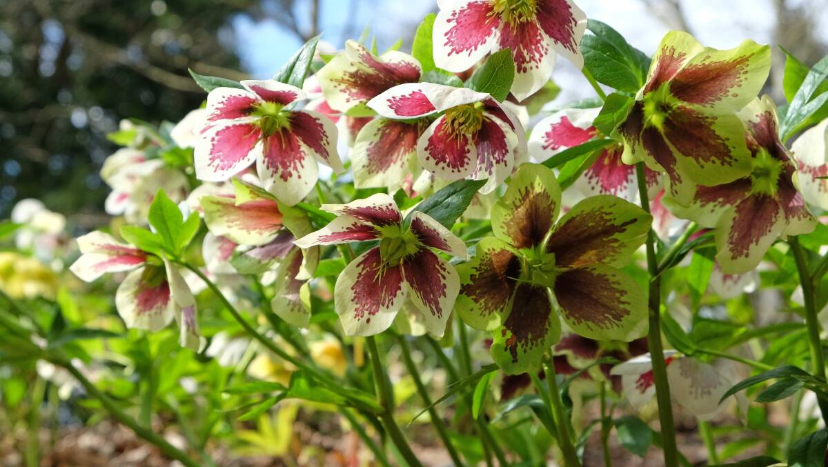 I once despised hellebores - but they're remarkably trouble-free. Picture: Shutterstock