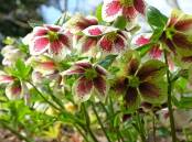 I once despised hellebores - but they're remarkably trouble-free. Picture: Shutterstock