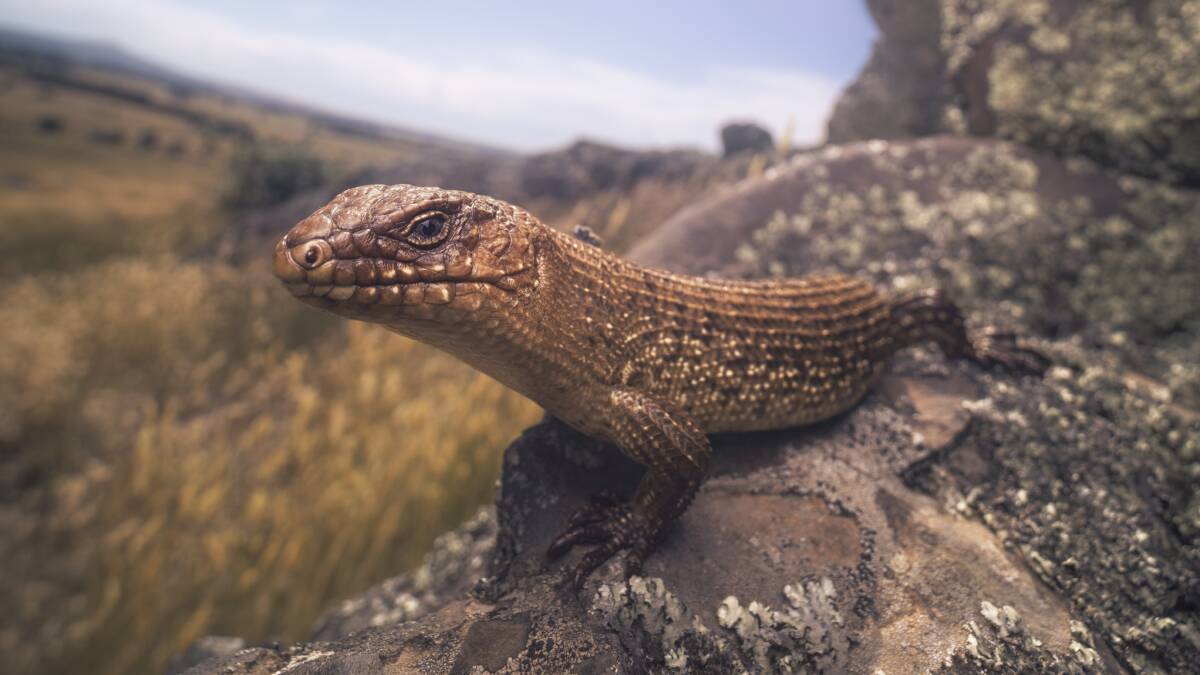 The Cunningham's skink is one visitor I'm actually fond of. Picture: Shutterstock