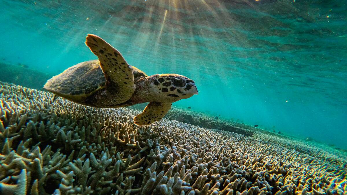 A green sea turtle among the corals at Lady Elliot Island. Three mass coral bleaching events have taken place on the Great Barrier Reef in the past six years. Picture: Getty Images