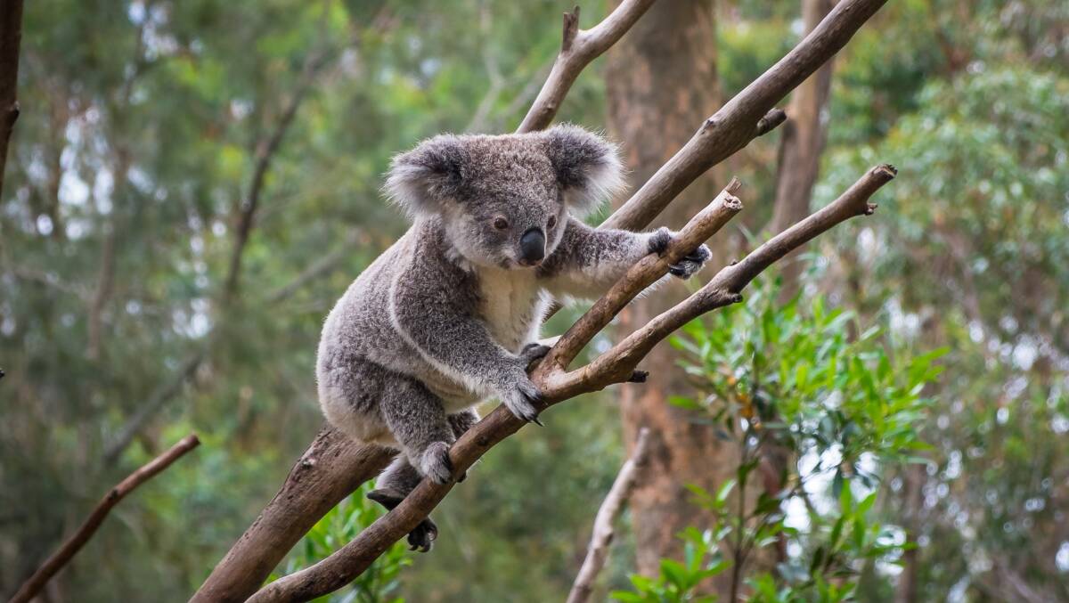 The koala has now been listed as an endangered species in the ACT, NSW, and Queensland. Picture: Shutterstock