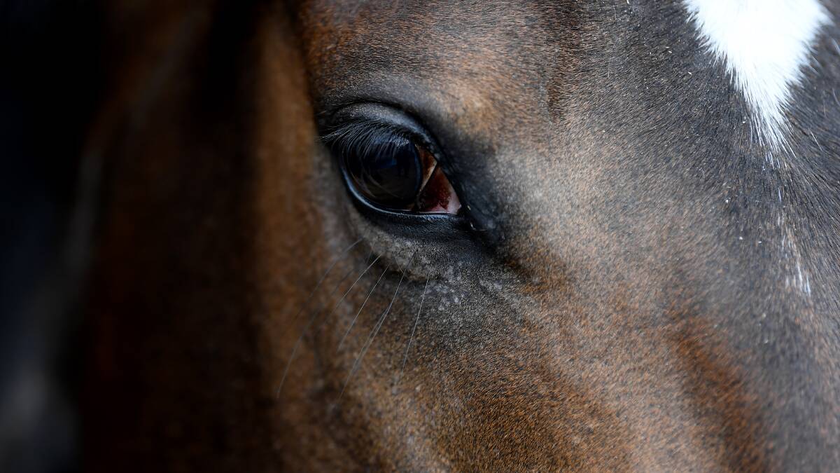 Sometimes slaughtering an ex-racehorse humanely is the best option if a good home cannot be found. Picture: Getty Images