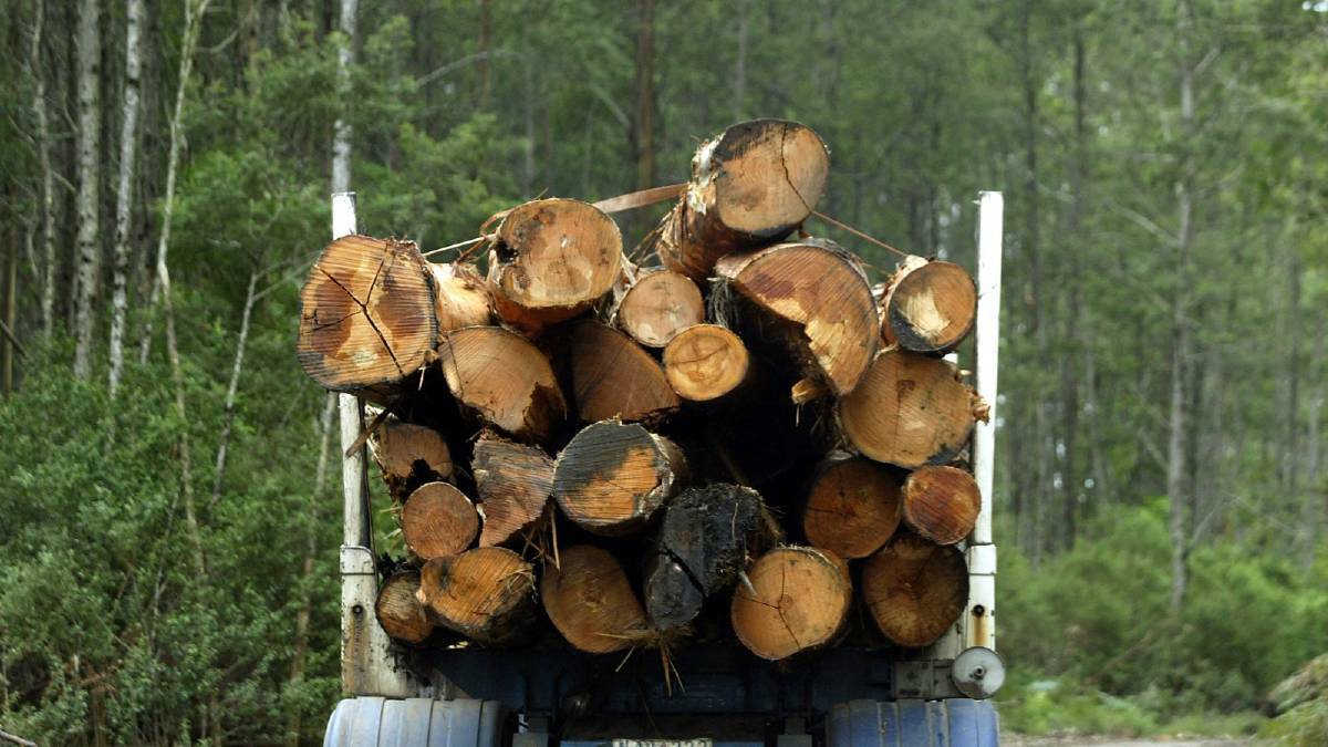 Forestry companies will be compensated for salvaging burnt logs from the bush and transporting them to storage areas and mills, rather than leaving them to rot. Picture: Supplied