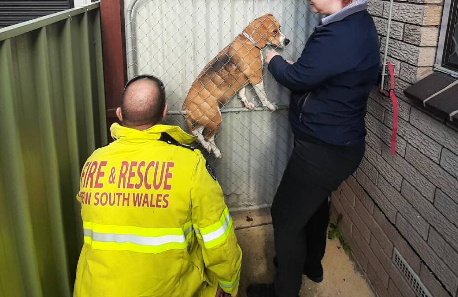 STUCK: The beagle appeared to have had a run up before jumping and getting wedged between a gate and fence at the East Albury home on Monday morning. 