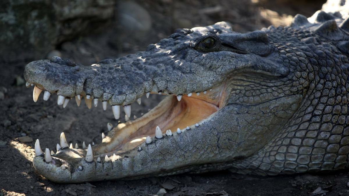 A saltwater crocodile is believed to be responsible for attacking a man at Lake Placid, Cairns. File image.