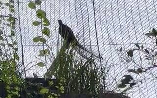 A cheeky lyrebird at Taronga Zoo is now mimicking the sound of the zoo's evacuation alarm. Picture by Twitter/@Globalbiosec