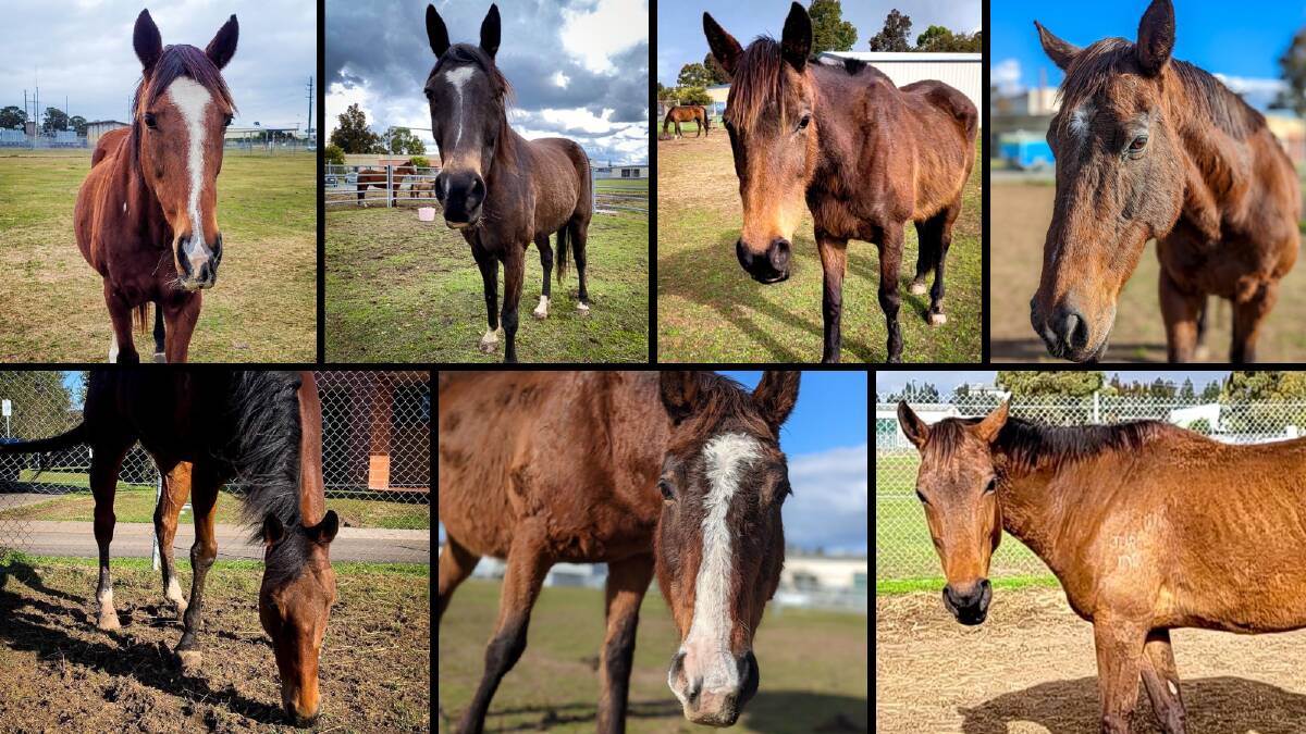 Some of the ex-racehorses available for adoption through RSPCA NSW. Picture by RSPCA