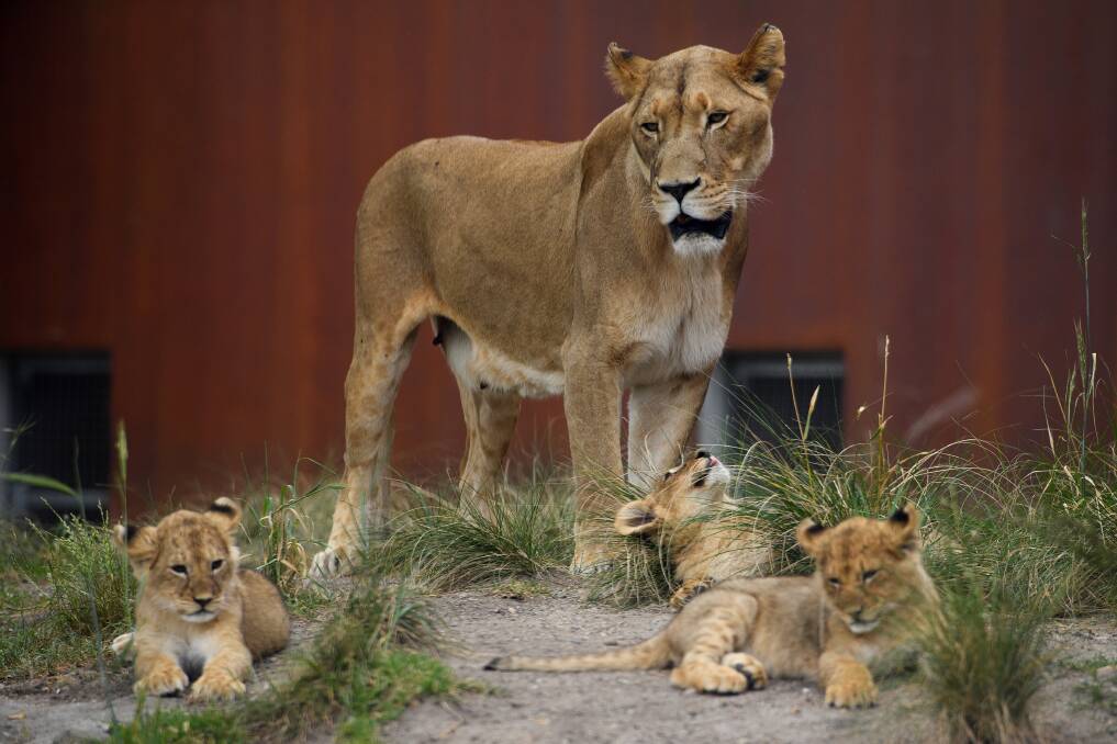 Some of the lion clubs (pictured at 12 weeks old in November 2021) and mum Maya who escaped from their enclosure at Taronga Zoo on Wednesday. Picture by AAP/Dan Himbrechts

