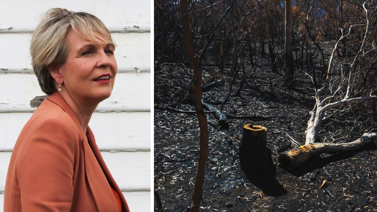 Environment Minister Tanya Plibersek accused the former government of a "willful neglect" of the environment. Picture: ACM