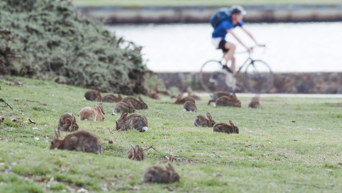The National Capital Authority is shooting feral rabbits as part of efforts to control exploding numbers in the parliamentary triangle. Picture: Dion Georgopoulos