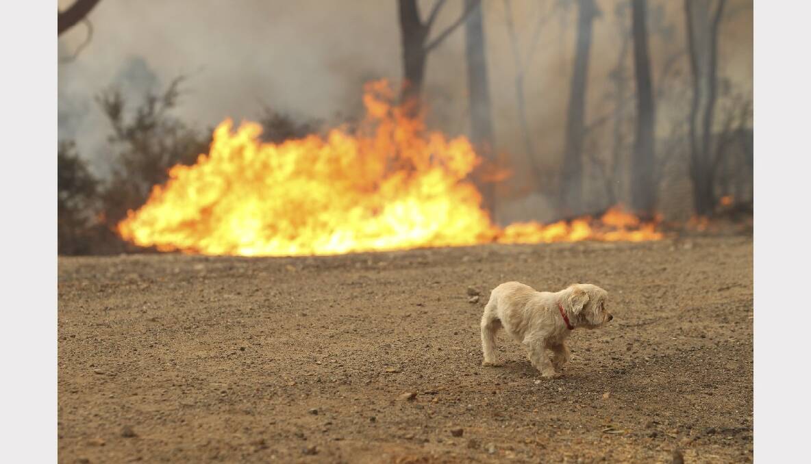 A lost dog runs from an out of control bushfire which is threatening four homes near Newnes train station. Photo: Wolter Peeters.