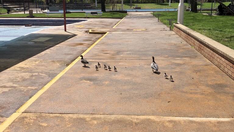 The ducks at Dickson Pool. Picture: Supplied