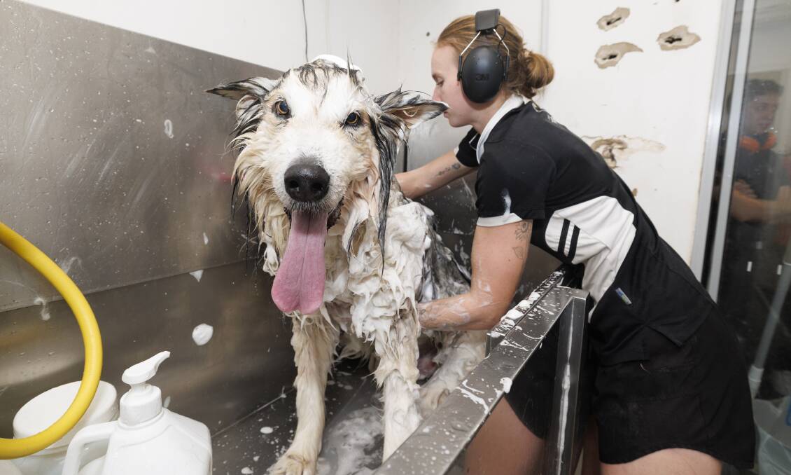 Achilles the Alaskan Malamute enjoying a bath at the Dog Barber. Pictures by Keegan Carroll