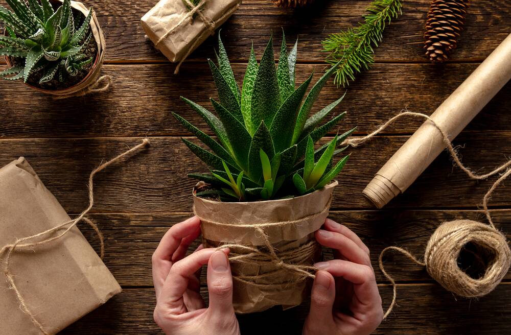Save time and resources and give living gifts this Christmas. Picture: Shutterstock