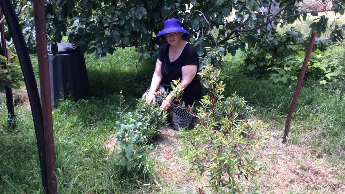 Lorraine Rogers with young Mountain Pepperberry bushes at her property in Royalla. Picture: Susan Parsons