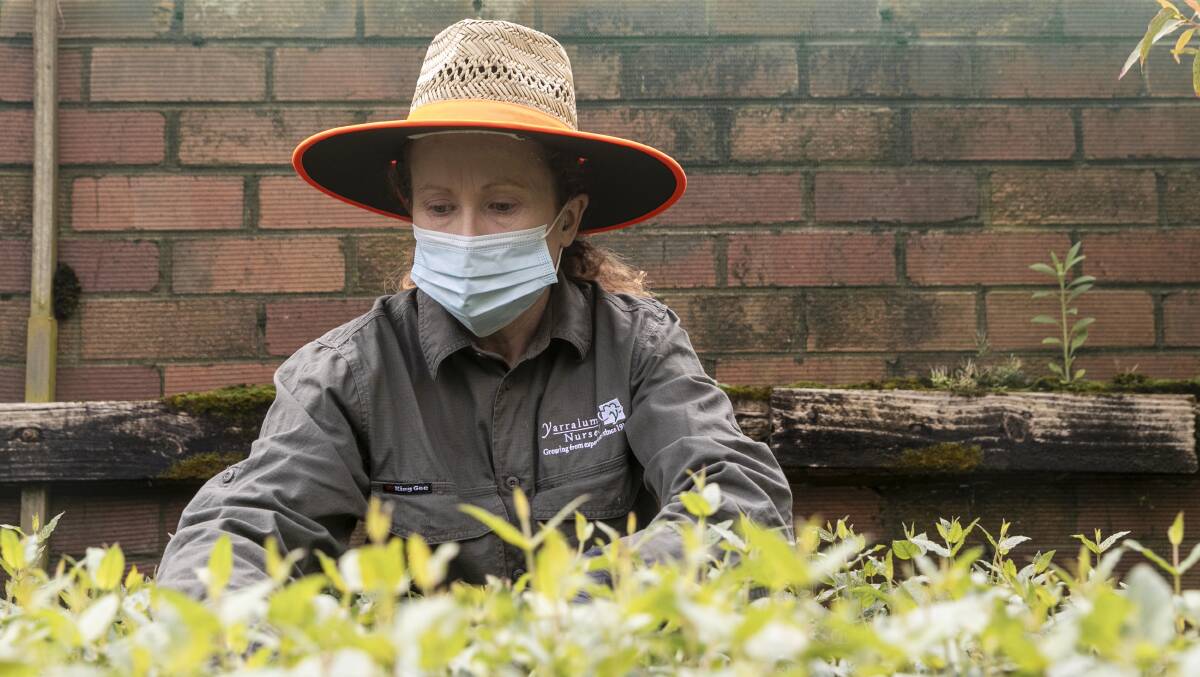 Tracey Bool of Yarralumla Nursery growing the plants which offer potential relief from COVID. Picture: Keegan Carroll