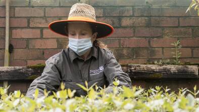 Tracey Bool of Yarralumla Nursery growing the plants which offer potential relief from COVID. Picture: Keegan Carroll